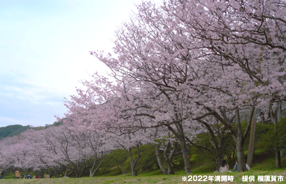 横須賀美術館近くの桜の名所！〝走水水源地公園〟と海の幸グルメ